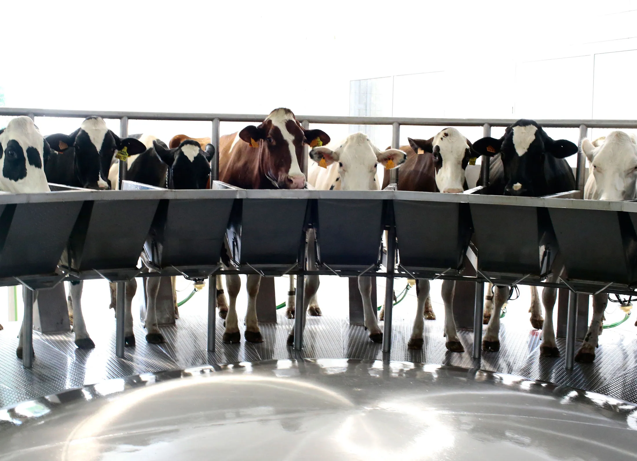 Dairy Drop Drags Food Prices Down in Longest Run in 16 Years