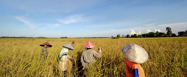 Farmers harvest rice in Thailand, the world's biggest rice exporter. Unlike other exporters like India and Vietnam, Thailand has not announced curbs on rice sales. 