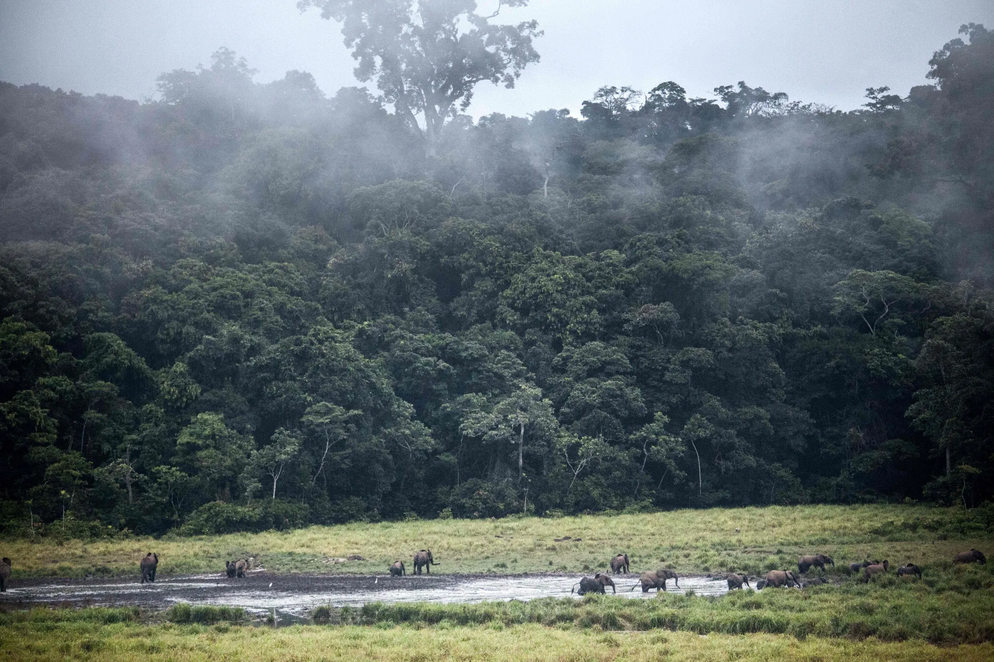 Gabon is one of&nbsp;13 remaining countries considered “high forest, low deforestation,” according to the&nbsp;World Bank.&nbsp;