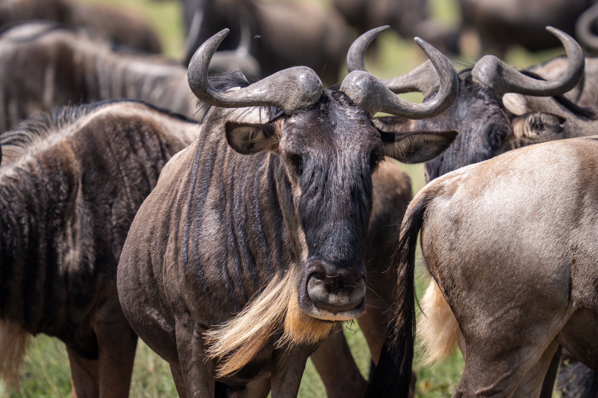 Blue wildebeests herd in Serengeti, Tanzania. 