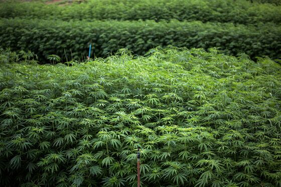 Medical Marijuana Is Coming to Thailand