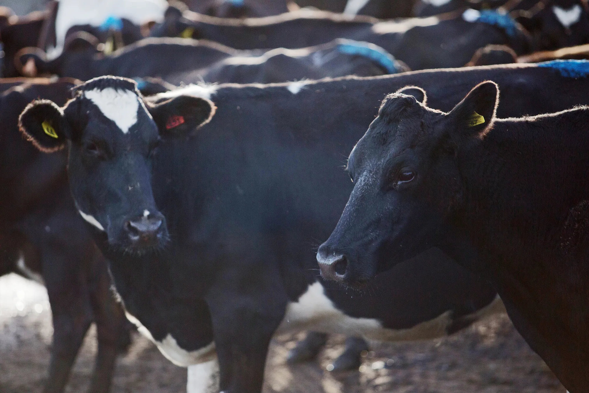 Cows&nbsp;in a holding pen at a dairy farm&nbsp;in Hawera, New Zealand.
