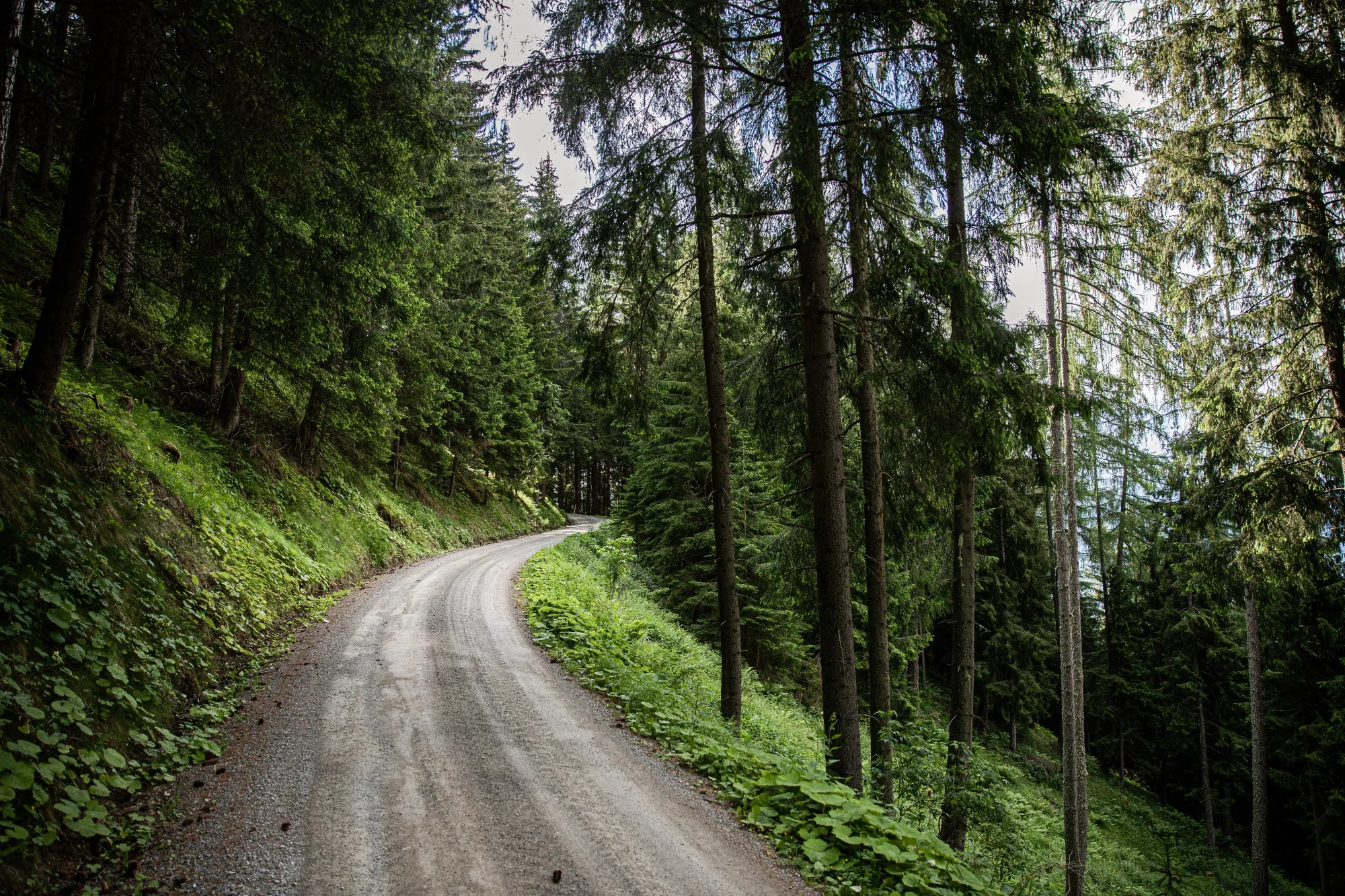Silicon Valley Falls for European Climate Tech Made of Timber 