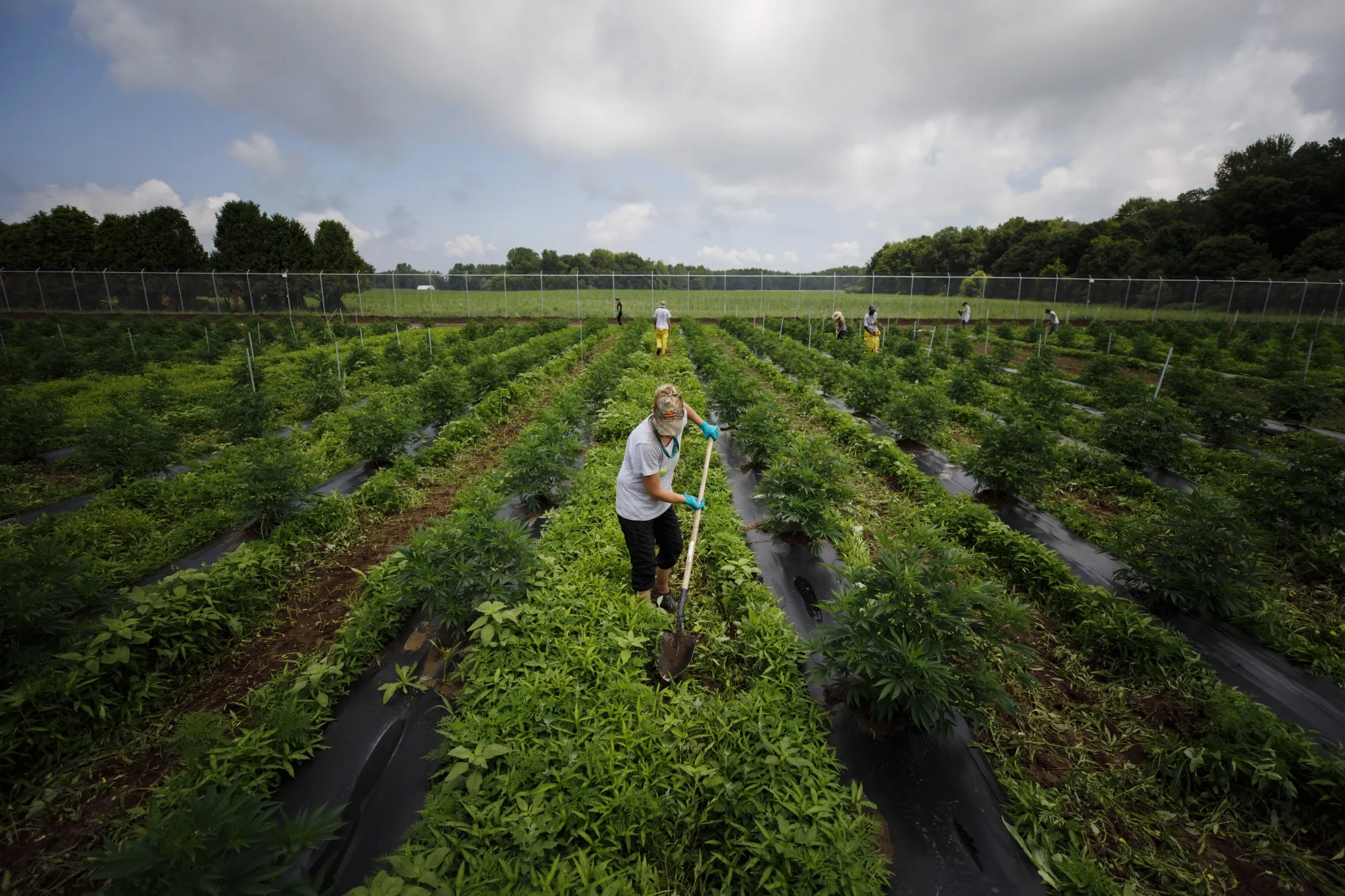 Pot Replaces Asparagus as Outdoor Growing Proliferates in Canada