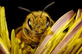 Extreme close-up of honey bee (apis mellifera)