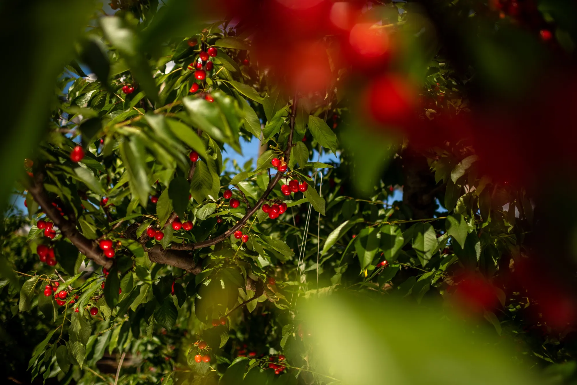 Cherries growing at a farm near the town of Rengo in Chile.