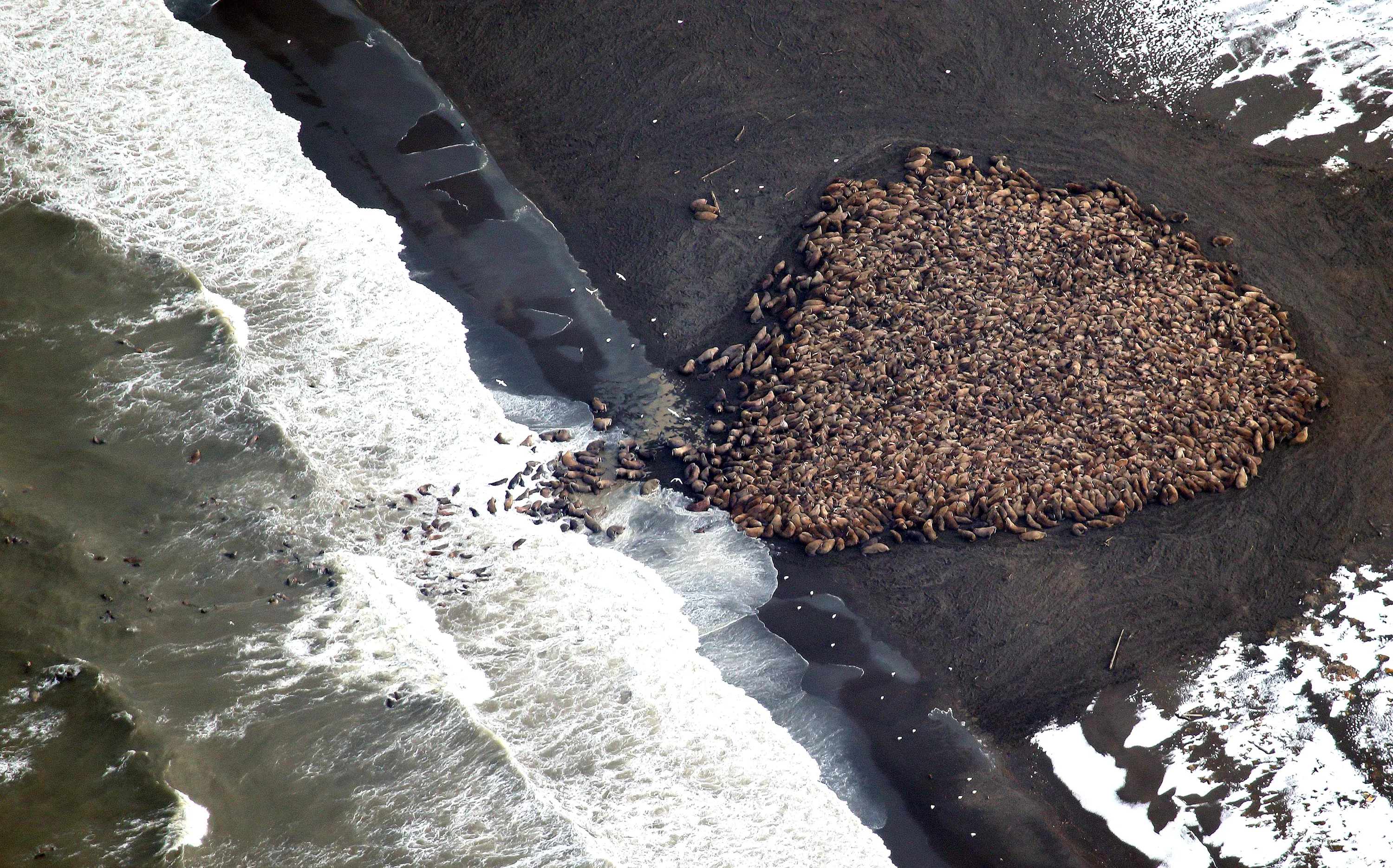 Pacific walrus looking for places to rest in the absence of sea ice are coming to shore in record numbers.&nbsp;