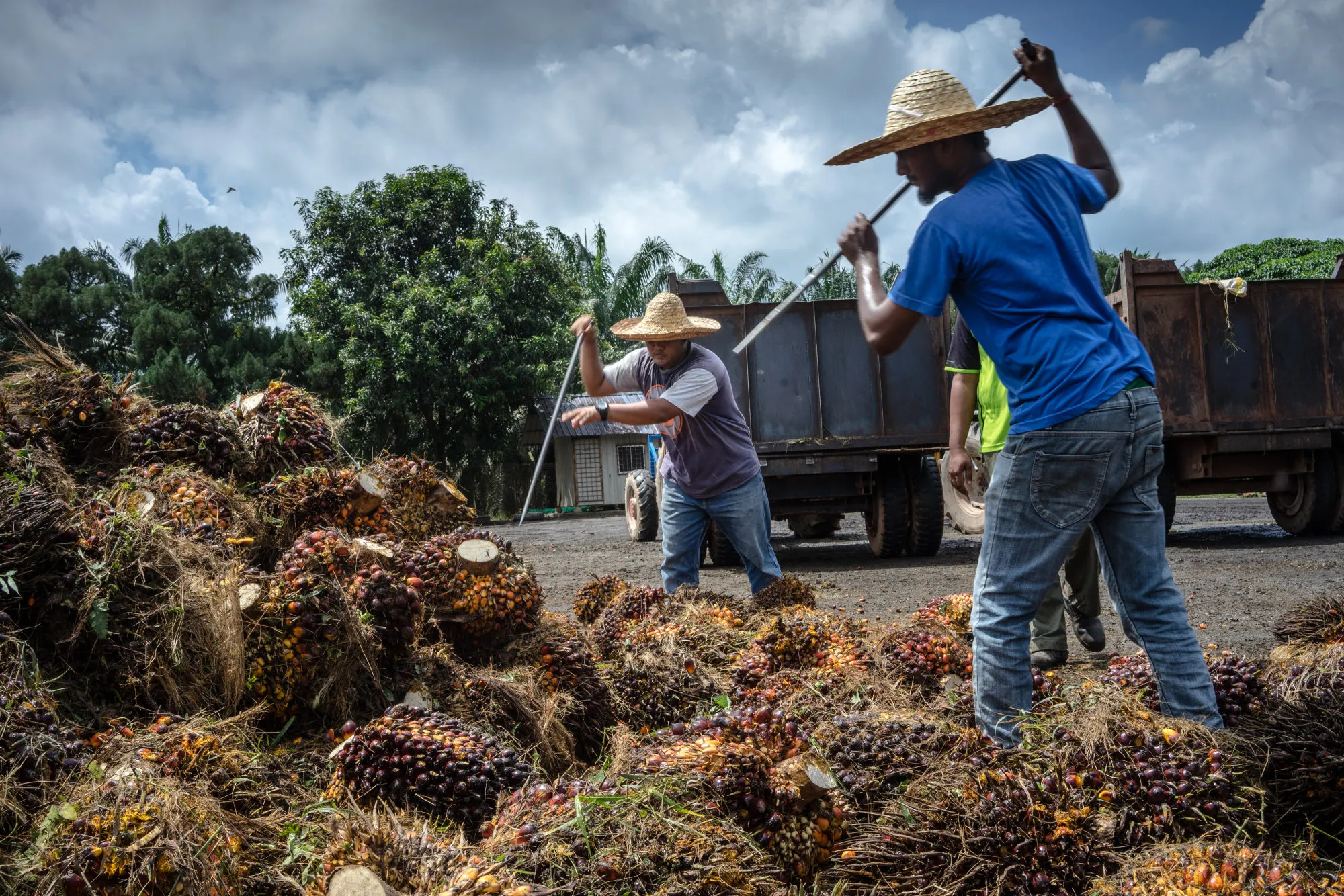 Workers&nbsp;at a palm oil plantation&nbsp;in Pahang, Malaysia.