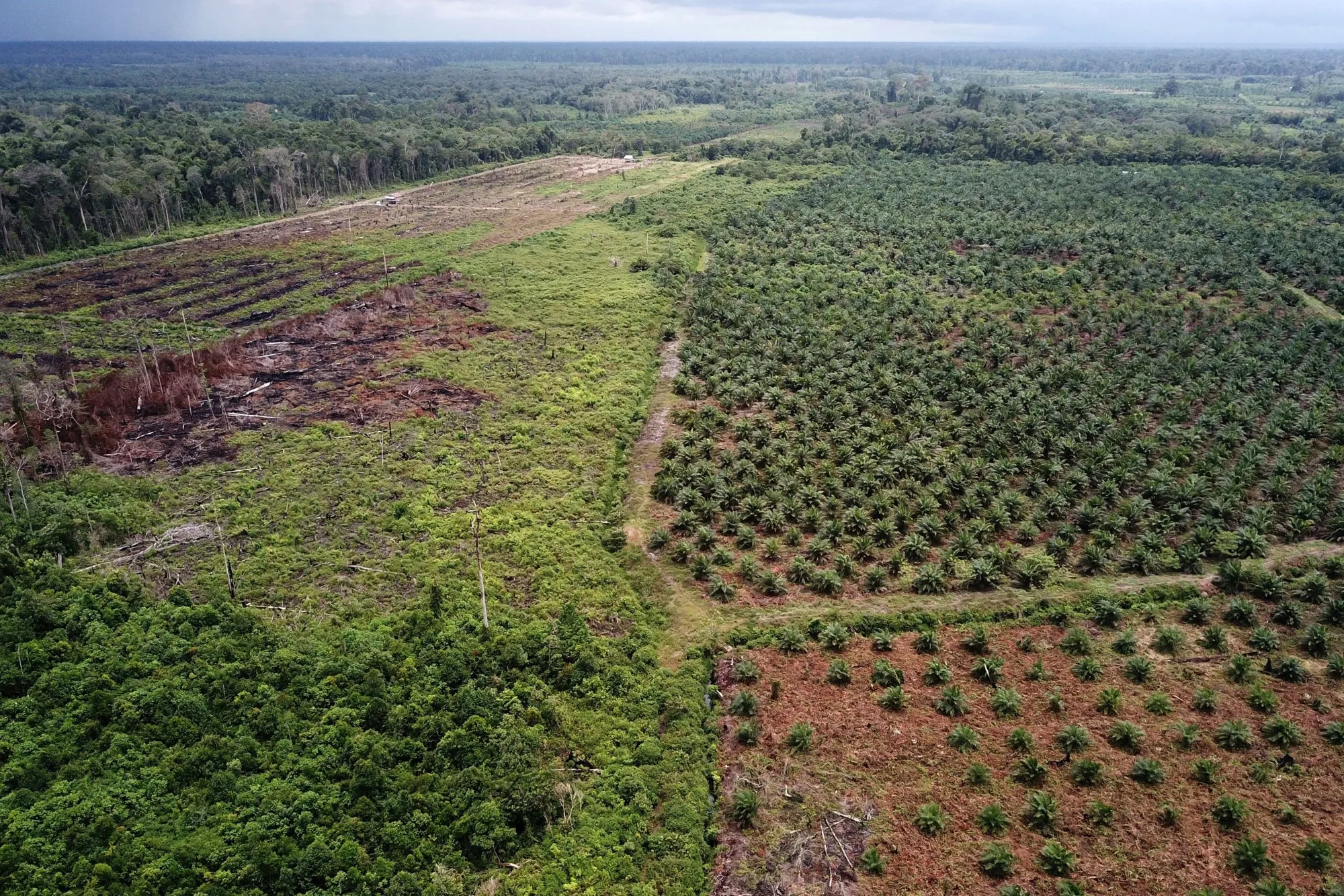 A palm oil plantation, right, in Indonesia.