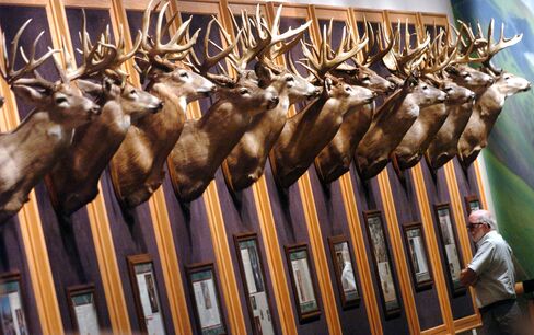 A customer looks over the row of mounted deer heads in the Whitetail Museum inside a Cabela's store in Wheeling, W.Va.