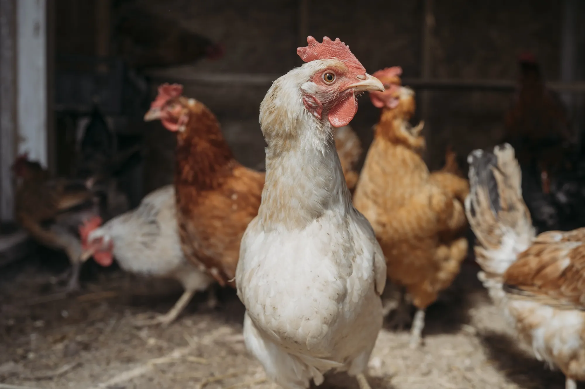 The chickens will come home to roost.