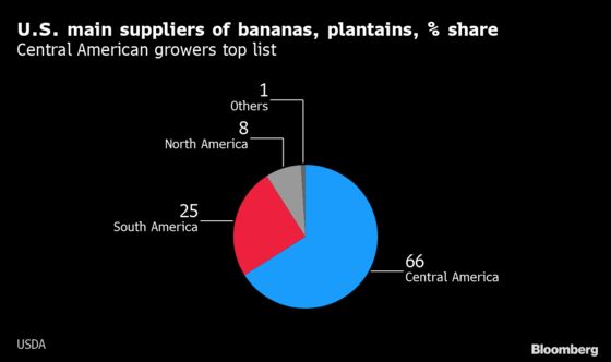 Ecuador Fights Banana Fungus Threatening America’s Favorite Fruit