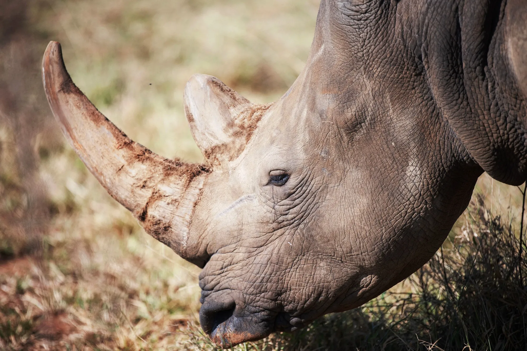 A white rhino