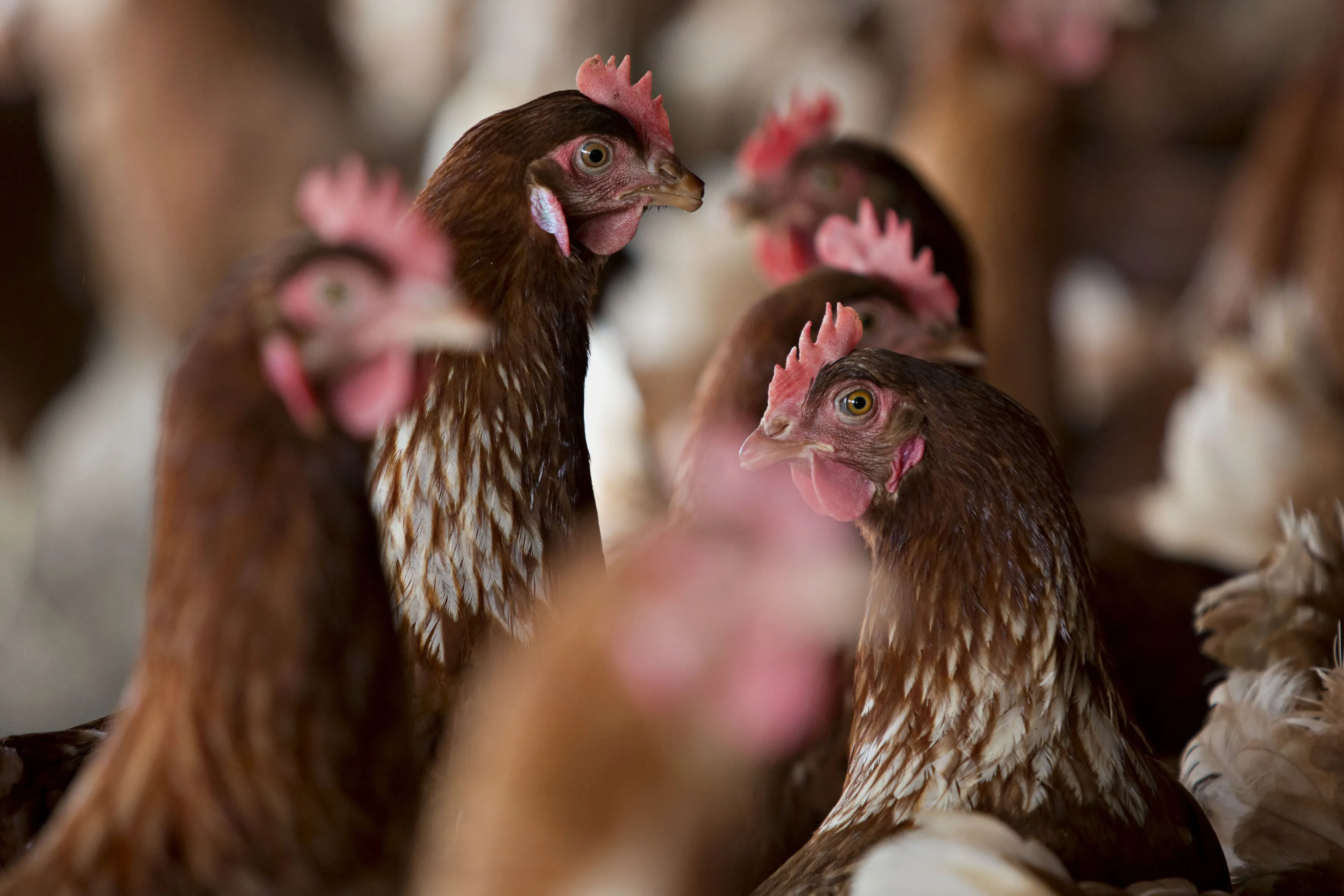 Egg Production At Organic Illinois Poultry Farm