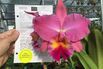 There’s an Official Melania Trump Orchid, and It’s Winning Awards