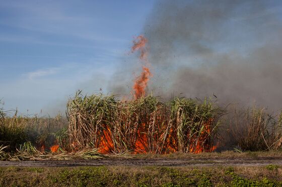 The Burning Problem of America’s Sugar Cane Growers