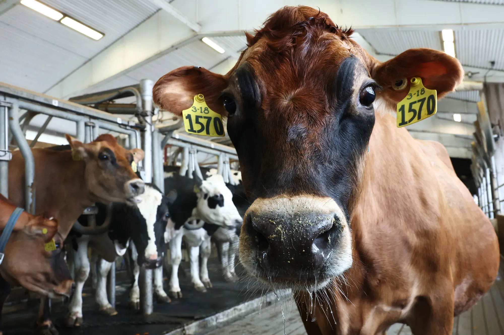 There have been 66 reported cases in the US since the outbreak began, mostly farmworkers in close contact with dairy cows or poultry.
