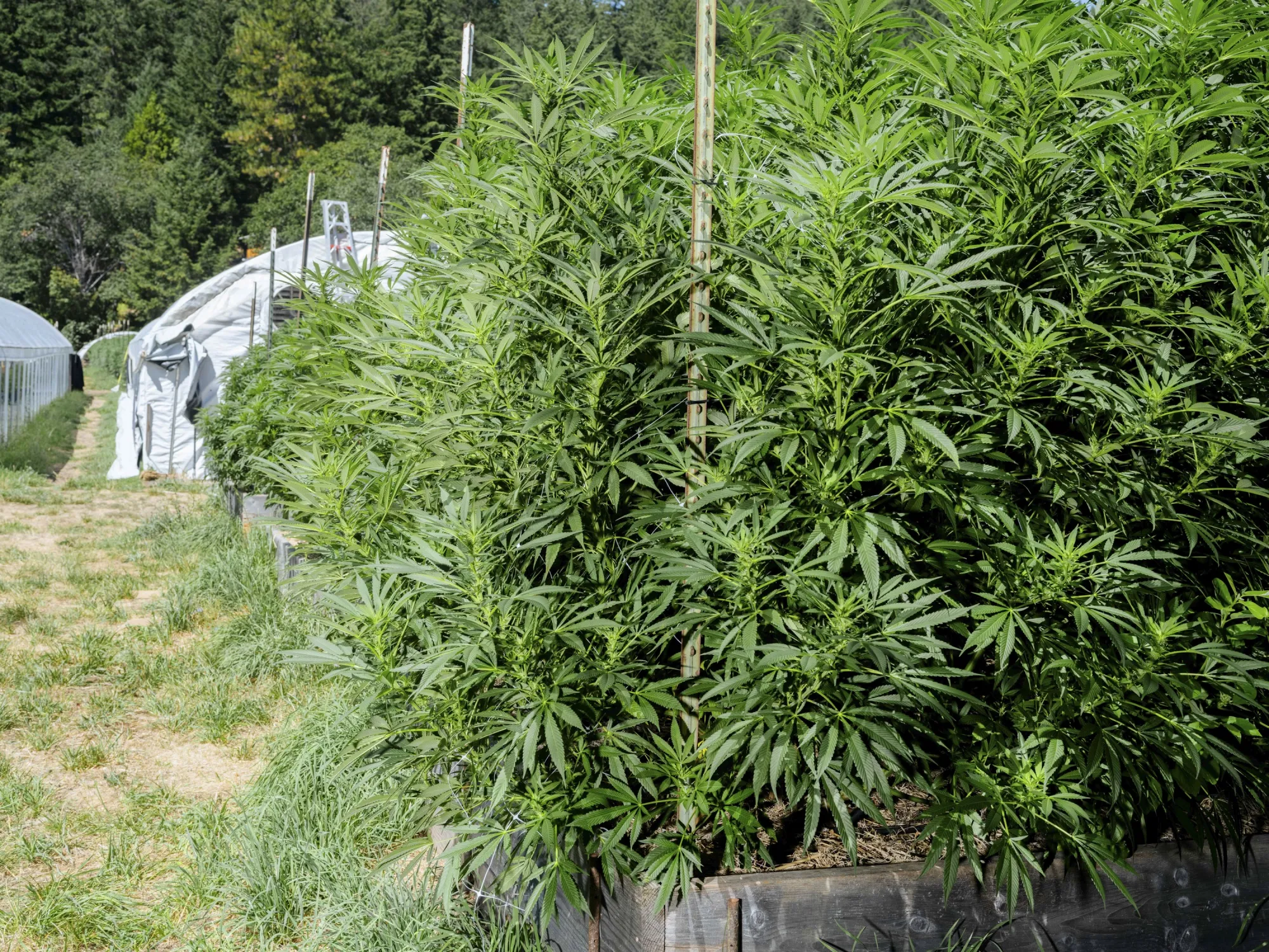 A cannabis farm in California