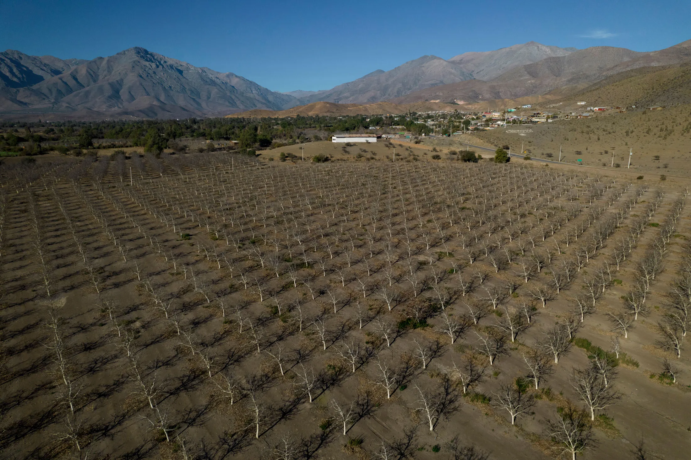 Desiccated trees on a farm in&nbsp;Petorca, Chile.
