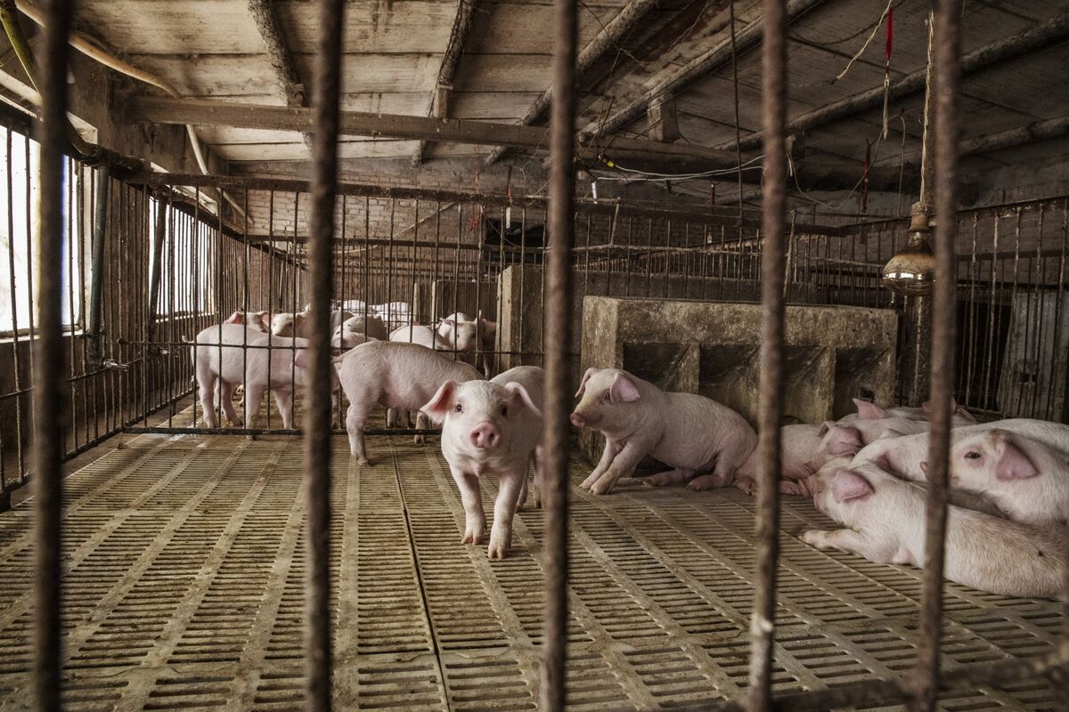 China’s Headlong Rush into Hog Farms Sparks Boom-Bust Fears.