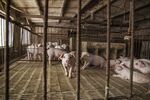 Swine Farming And Pork Retail As Flu Hamper's China's Pig Industry