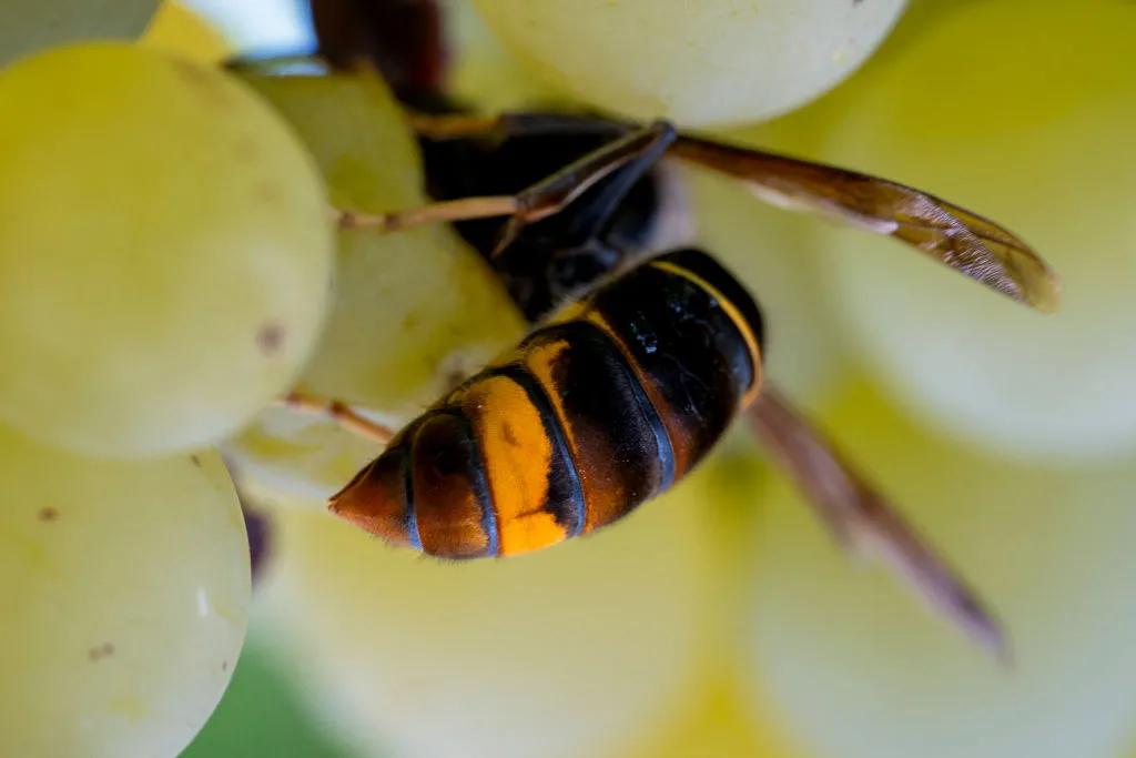 FRANCE-GRAPES-ASIAN-HORNET