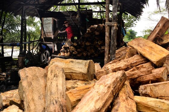 A Starchy Palm Tree Extract May Be Indonesia’s Answer to Rice