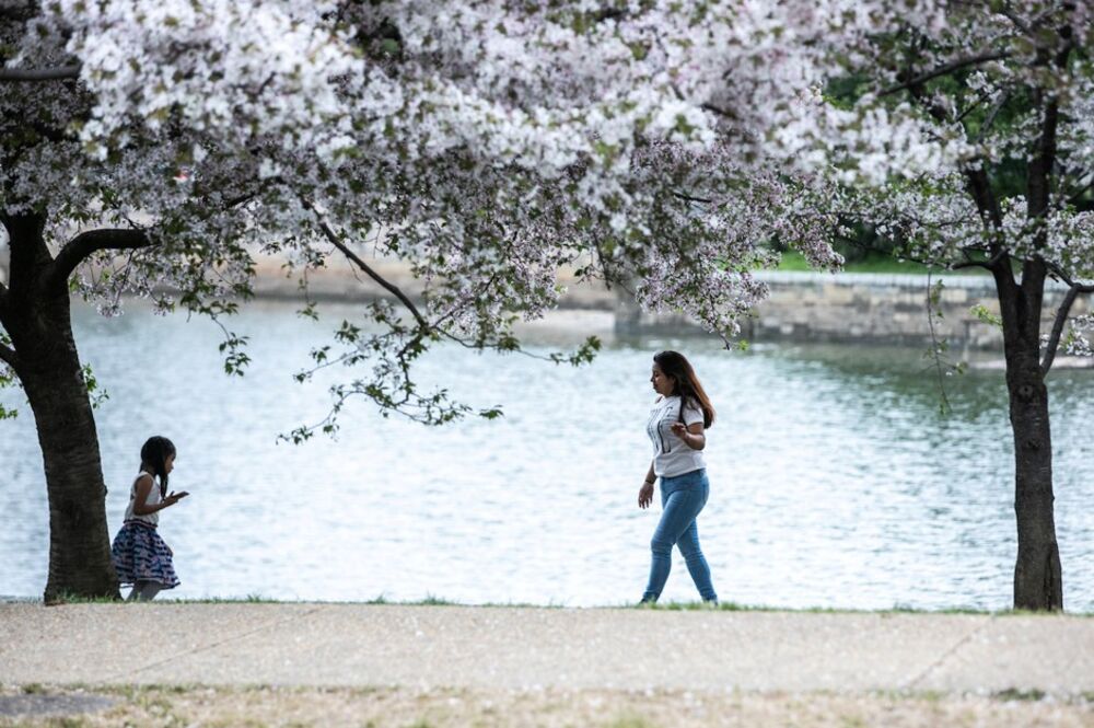 Saving D C S Cherry Blossoms From Climate Change Bloomberg