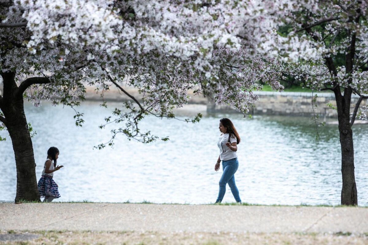 10 Stunning Images of D.C.'s Cherry Blossoms