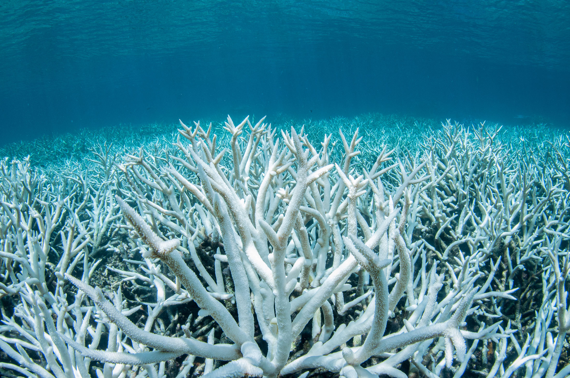 Scientists Have Begun Conserving Coral by Slicing and Freezing It
