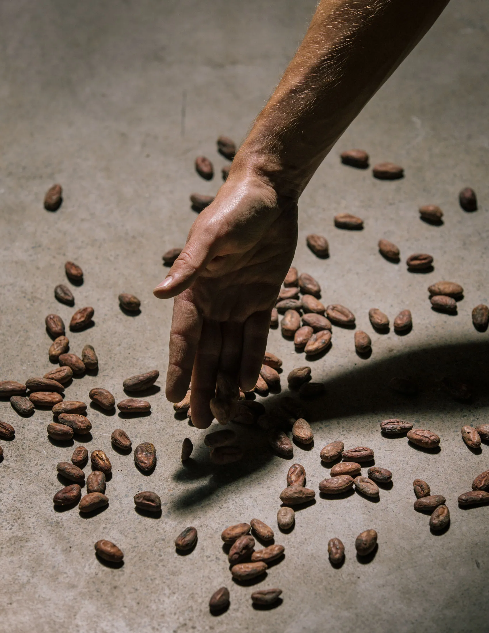 Dandelion employees hand sort the company's beans to remove defective ones.
