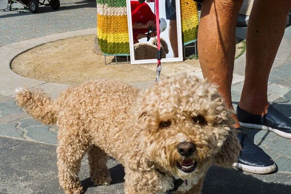 Doodles *Image can only be used with original article for 90 days post publication