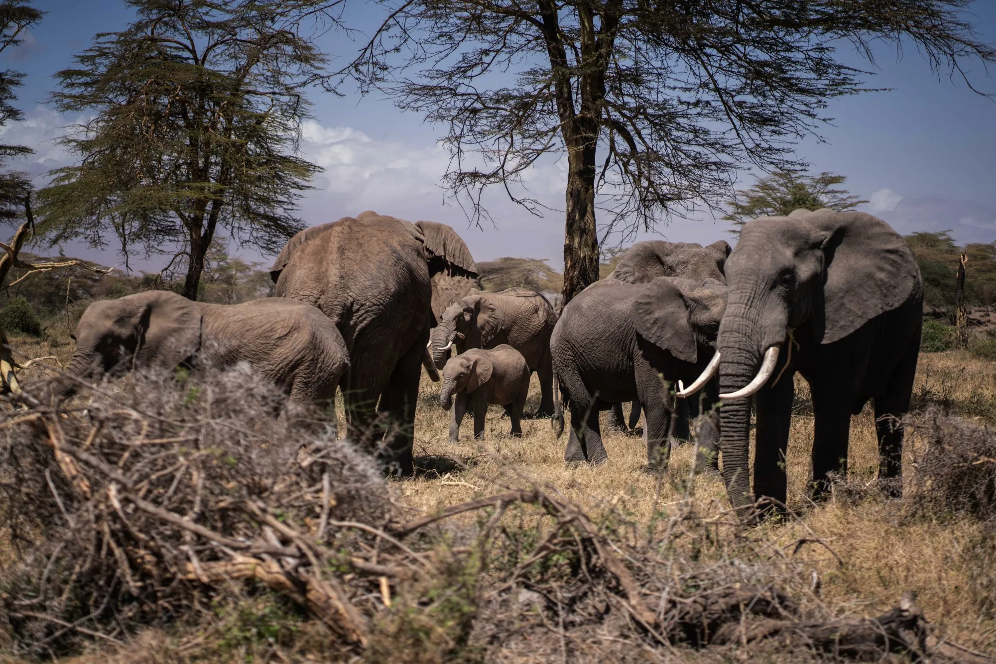 A herd of African elephants.