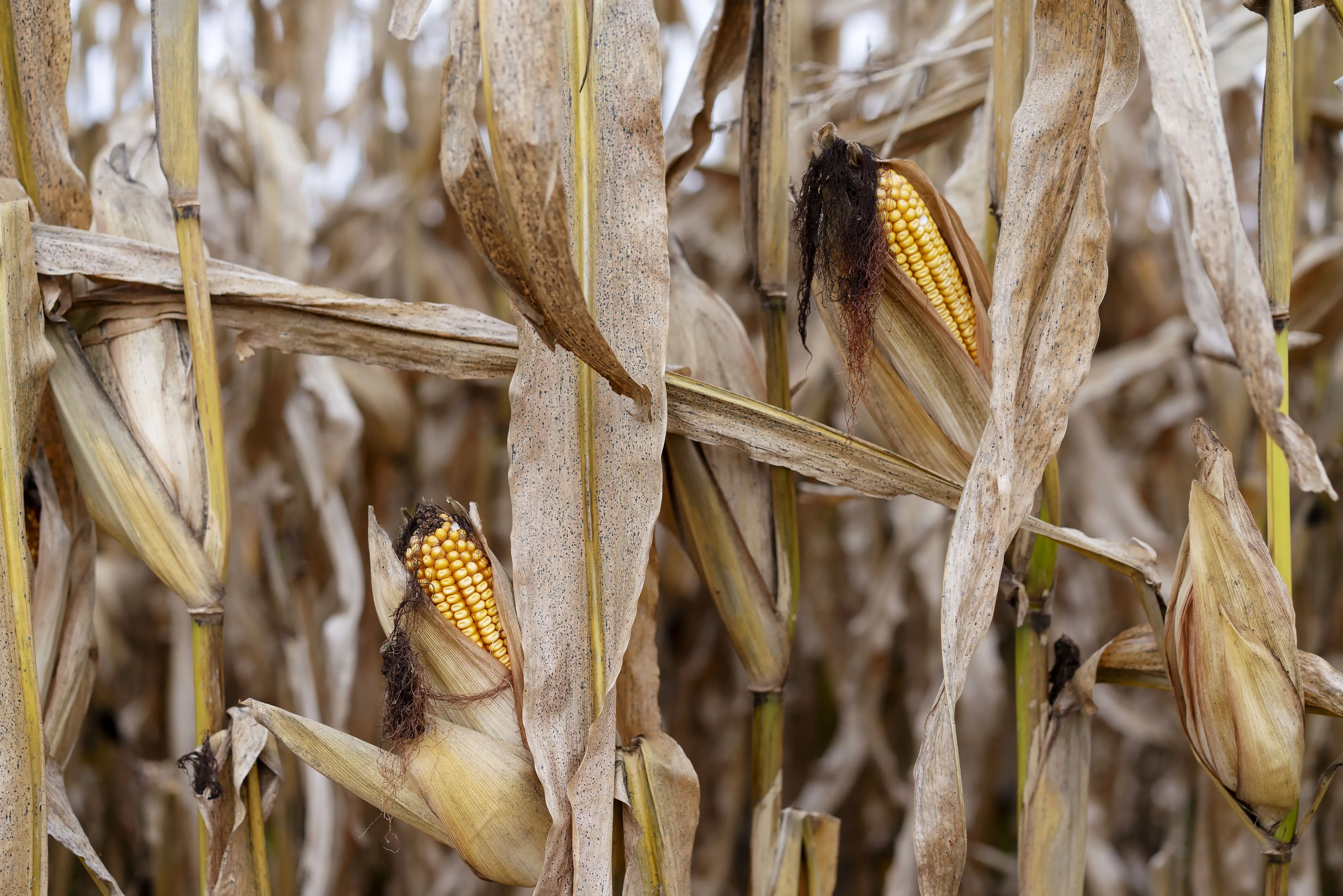 Operations During Corn And Soybean Harvests As New Nafta Secures Some Exports