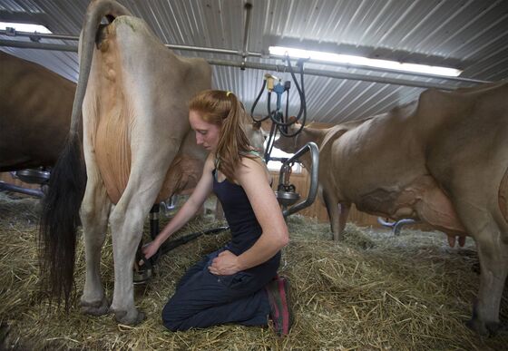 Canada's Dairy Farmers Could Be Trudeau's Nafta Bargaining Chip