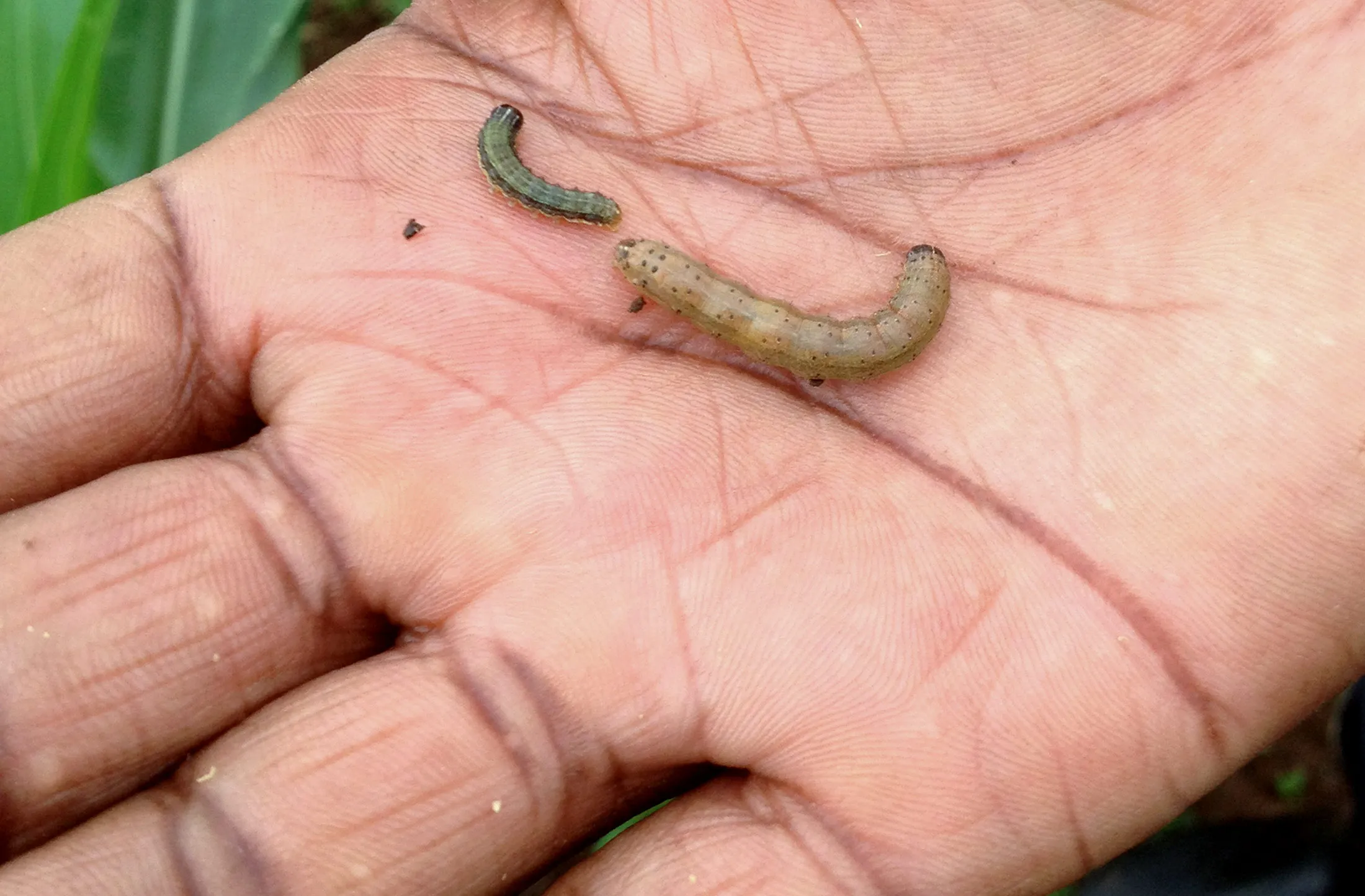 A fall armyworm, right.

