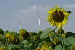 Wind turbines behind a sunflower field near Melitopol, Ukraine on August 2.&nbsp;