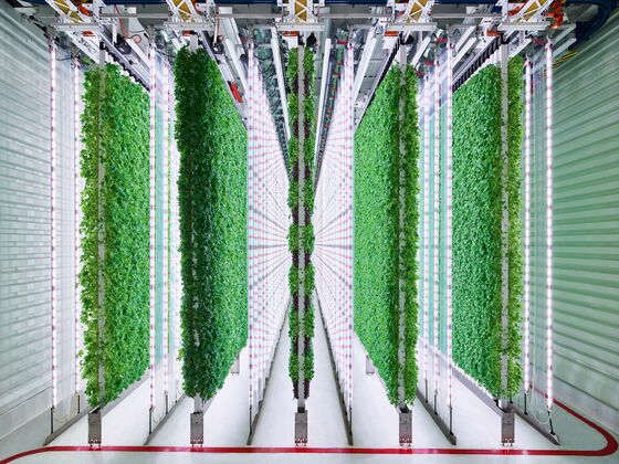 Vertical Farms Rush to Improve Kale Salad on a Path to Profitability