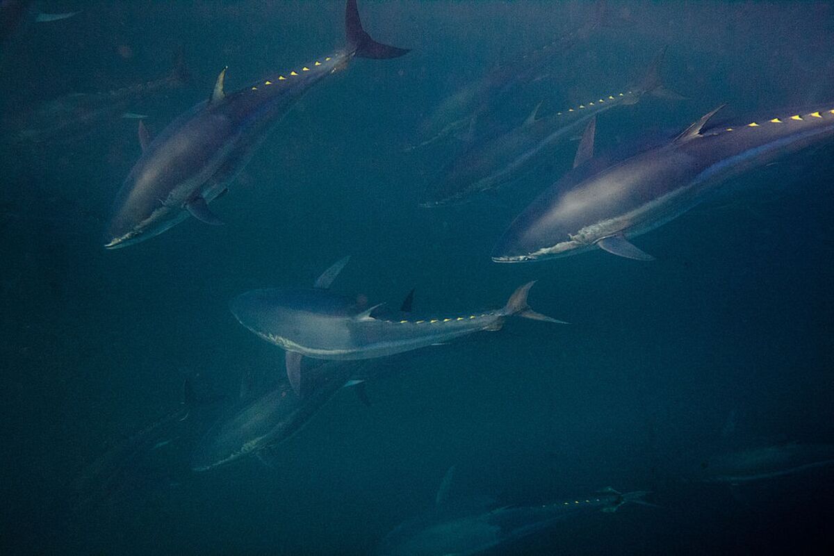 Leave the High Seas to the Fish - Bloomberg