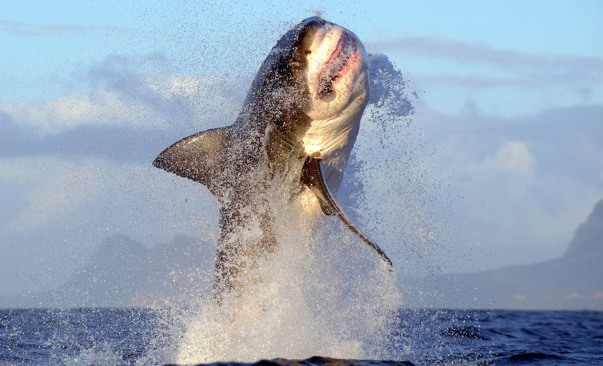 Great White Shark breaching at Seal Island, False Bay, South Africa.