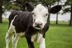 This Genetics Company Is Editing Horns Off Milk Cows