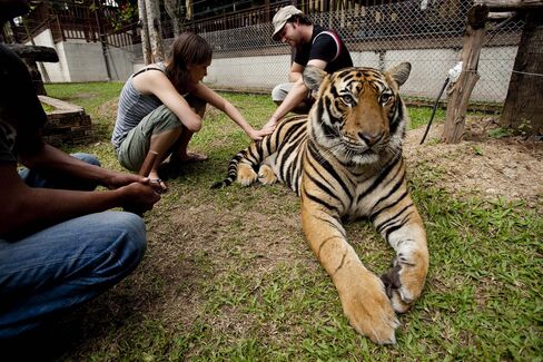 An Australian tourist couple pet a tiger at Tiger Kingdom in Chiang-Mai, Thailand.