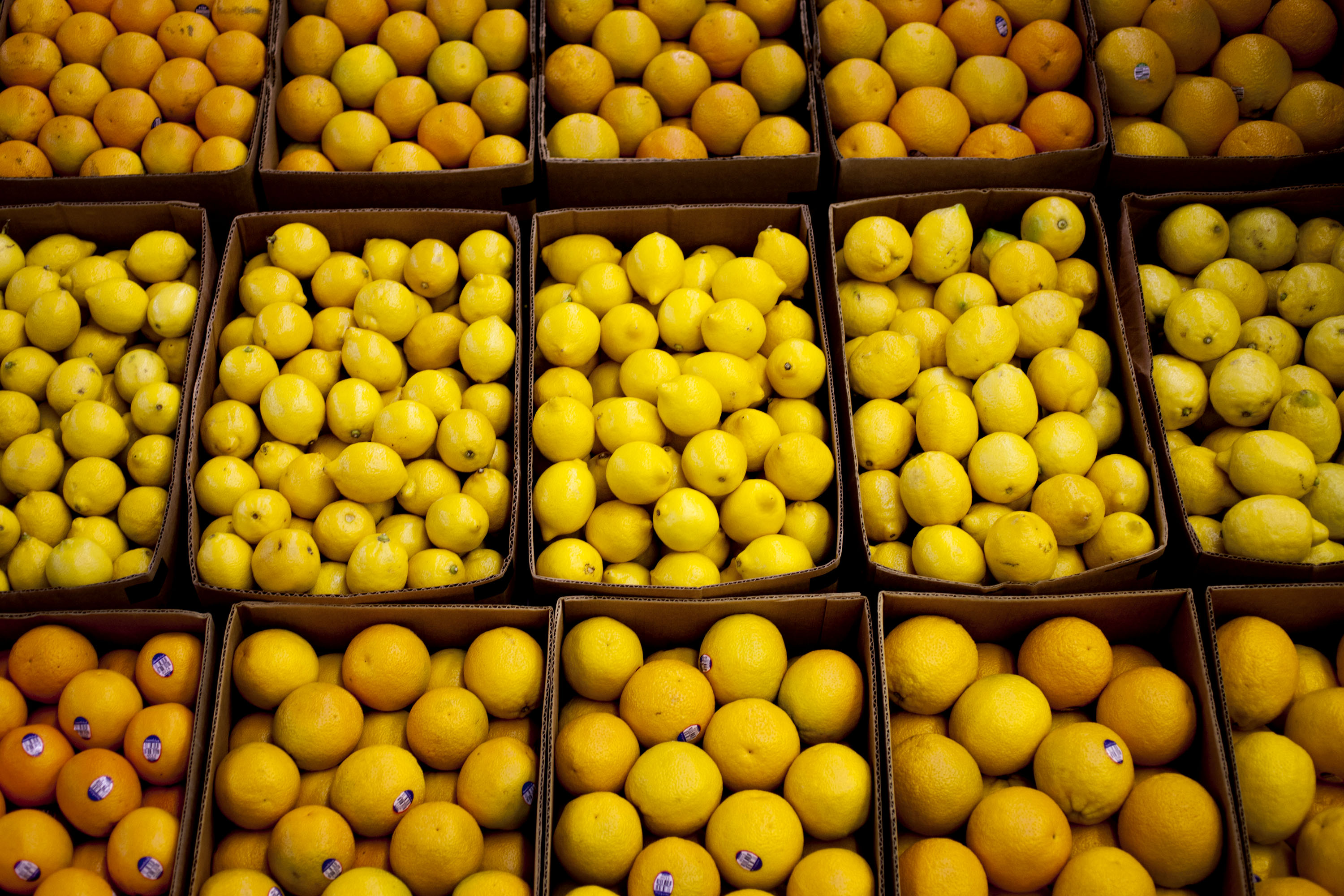 Lemon Shortage Ukg Pro