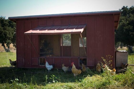 Organic Winemaking Is a Zoo With Armadillos, Falcons, and Pigs