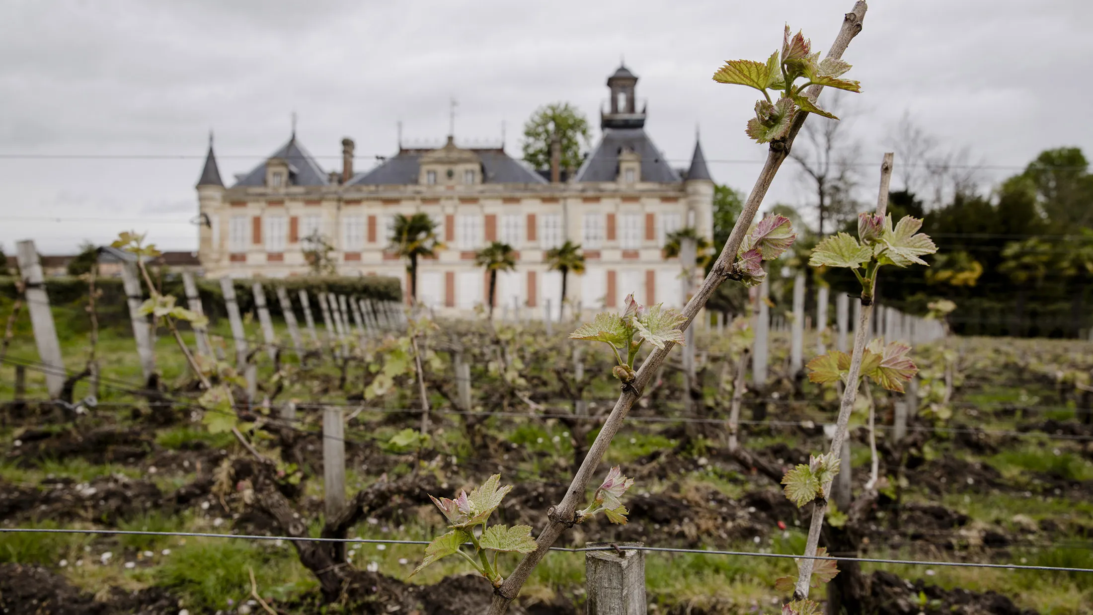 Young vines sprout in the vineyard at Chateau Marquis d'Alesme in Margaux, France, on Thursday, April 14, 2016. Bordeaux has been a male bastion for centuries, but in the past decade a group of very 21st century women has been shaking up this boy's club.
