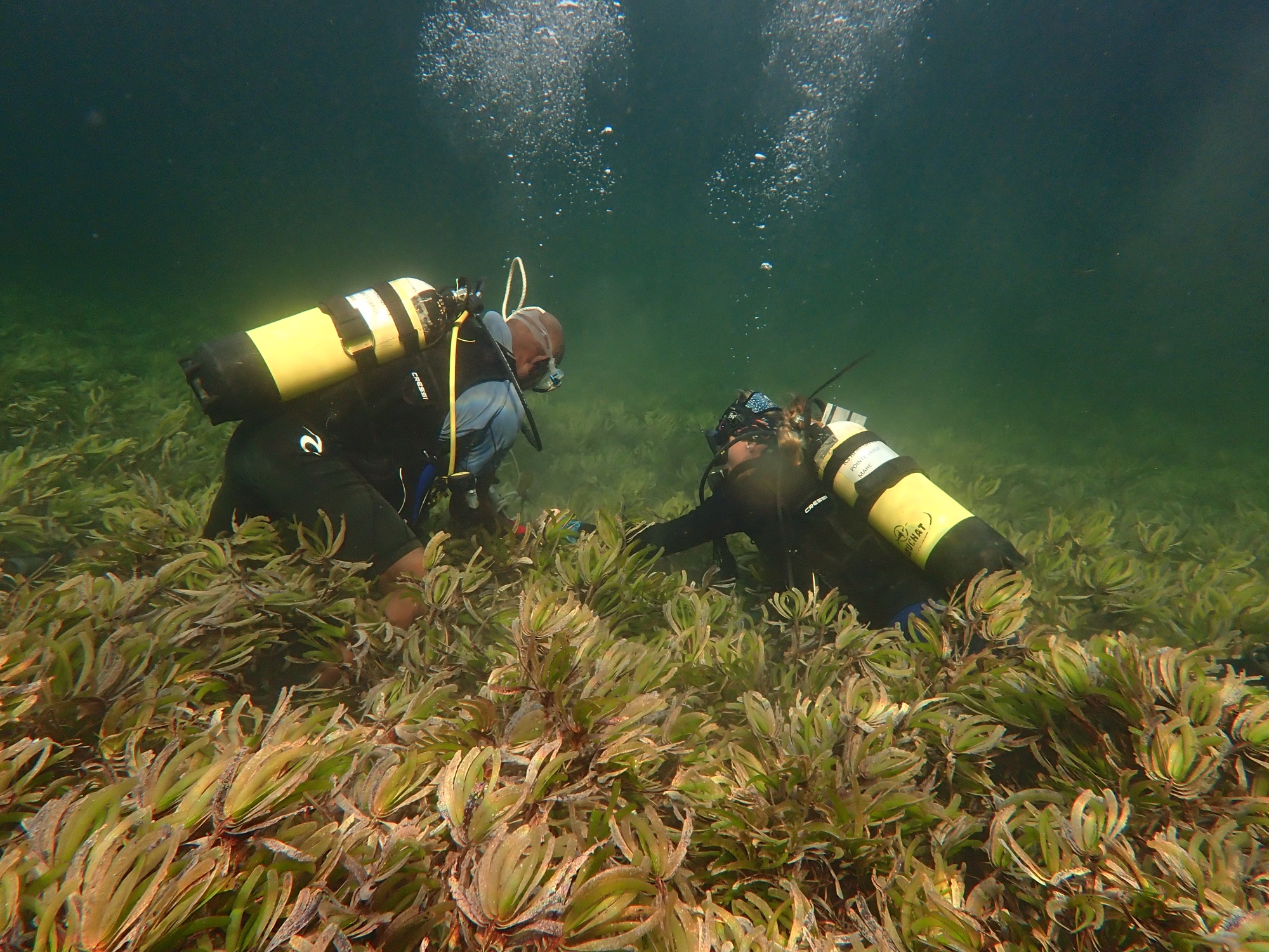 Seagrass: The ocean superhero at risk from sewage