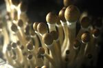 Psilocybin mushrooms