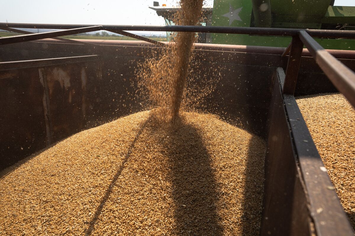 Wheat Set for Longest Rally Since 2012 After Attack in Ukraine