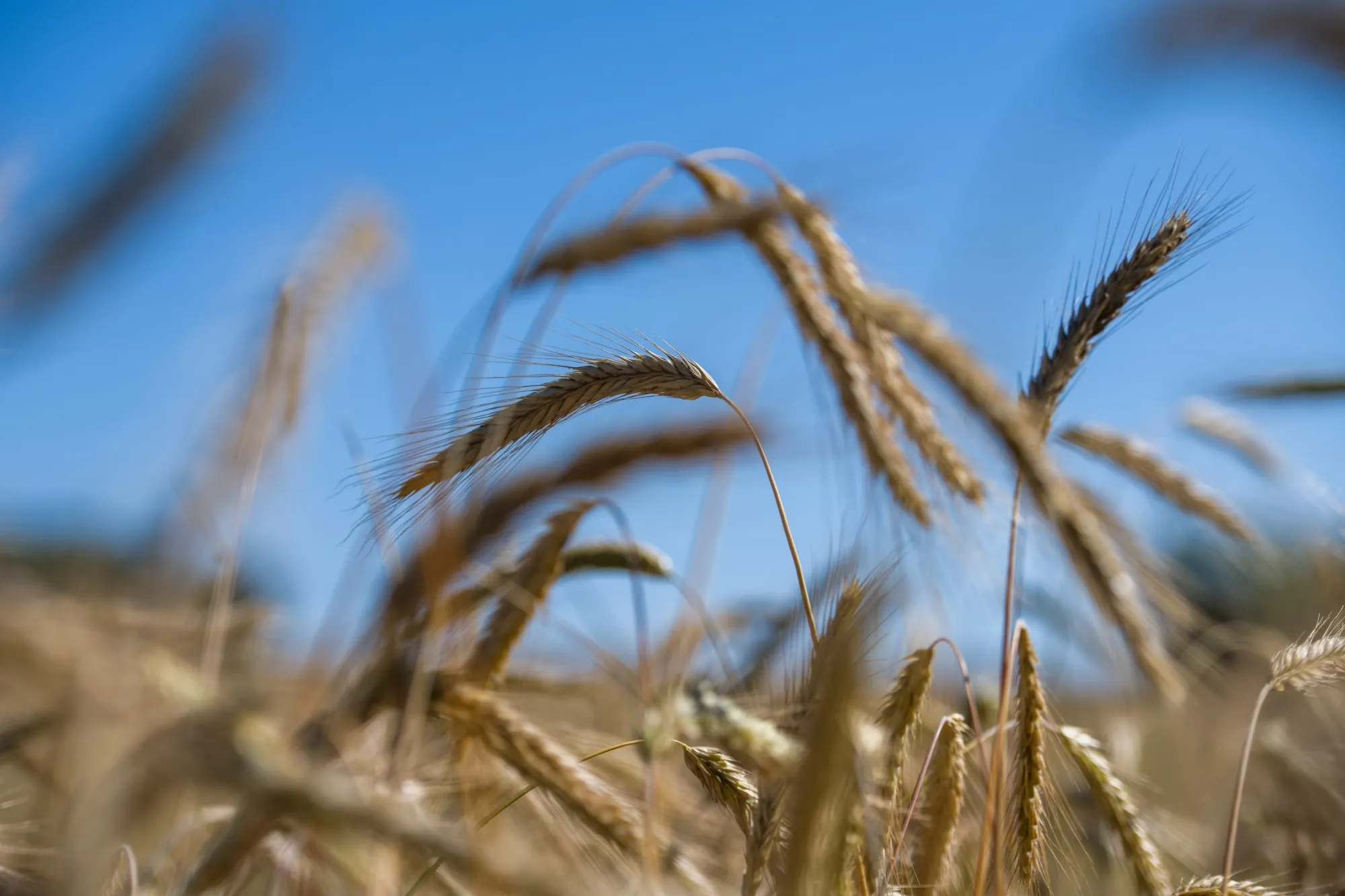 Wheat Fields in Northern France Ahead of Harvest 