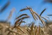 Wheat Fields in Northern France Ahead of Harvest 